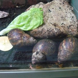 Giant African land snails (Achatina fulica)