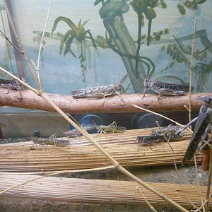 Migratory locust (Locusta migratoria) and Desert locust (Schistocerca grega