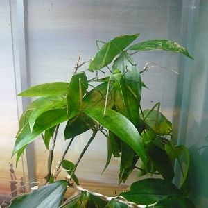 Giant katydids (Stilpnochlora couloniana)