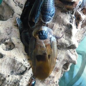 Blaberus and Blaptica cockroaches