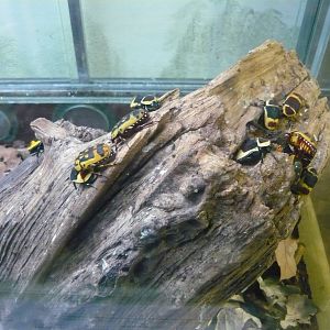 Pachnoda marginata and Pachnoda trimaculata