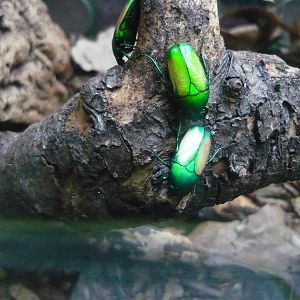 Smaragdesthes africana