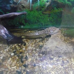Northern caiman lizard (Dracaena guianensis)