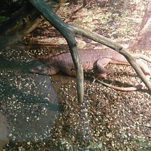 Argentine red tegu (Tupinambis (=Salvator) rufescens)