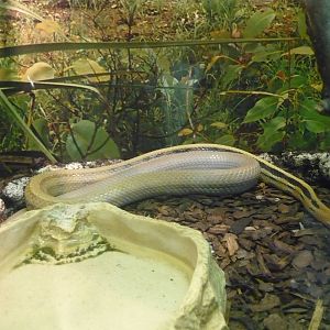 Radiated ratsnake (Coelognathus radiata)