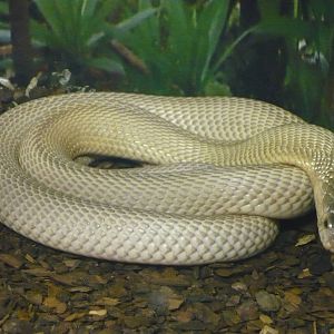 White cobra