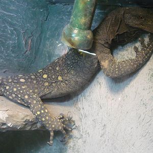 Crocodile monitor (Varanus salvadorii)
