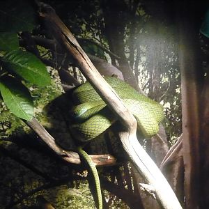 Green catsnake (Boiga cyanea)