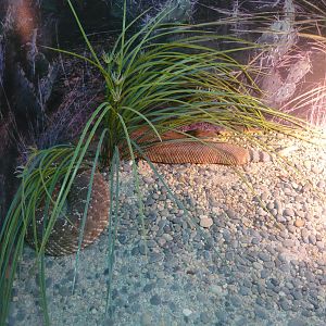 Red diamond rattlesnake (Crotalus ruber)