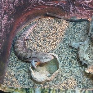 Blue-tongued skink (Tiliqua scincoides)