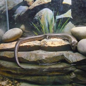 Madagascar giant water skink (Amphiglossus reticulatus)