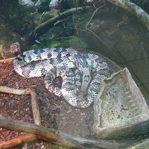 False water cobra (Hydrodynastes gigas)
