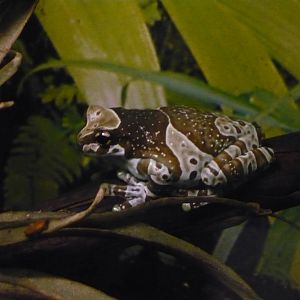 Amazon milk frog (Trachycephalus resinifictrix)