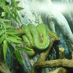 Green tree python (Morelia viridis)