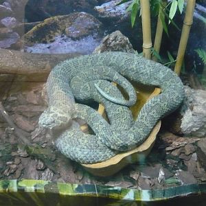 Mangshan pitviper (Protobothrops mangshanensis)