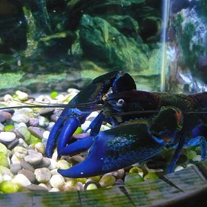 Common yabby (Cherax destructor)
