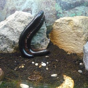 Giant millipede
