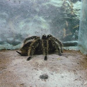 Lasiodora parahybana