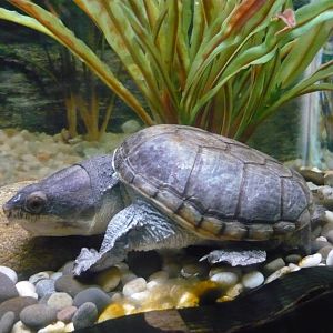 Narrow-bridged musk turtle (Claudius angustatus)