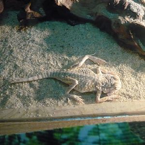 Toadheaded agama (Phrynocephalus mystaceus)
