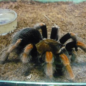 Brachypelma boehmei