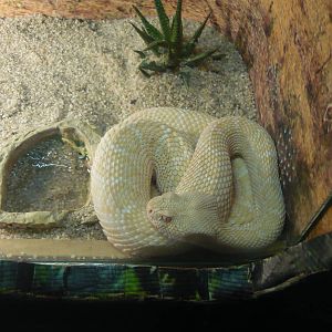 Albino Western diamondback rattlesnake (Crotalus atrox)