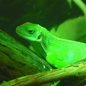 Fiji banded iguana (Brachylophus fasciatus)