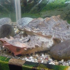 Matamata (Chelus fimbriata)