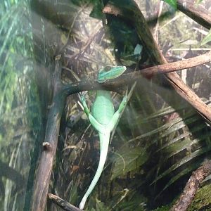 Knight anole (Anolis equestris)