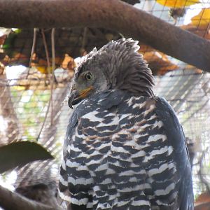 African Crowned Eagle