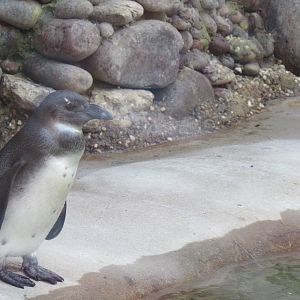 African Penguin Chick