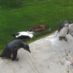 African Penguin Chicks and Eider Ducks