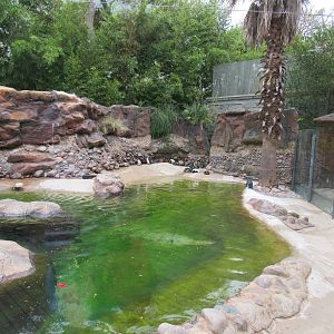 Outdoor African Penguin Habitat