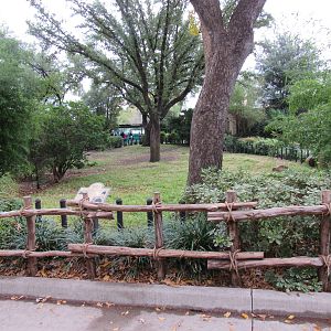Aldabra Giant Tortoise Yard