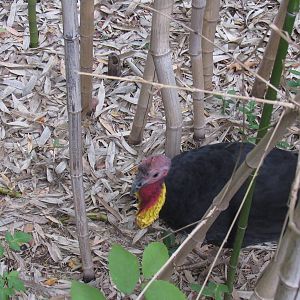 Australian Brush Turkey