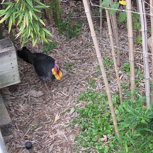 Australian Brush Turkey