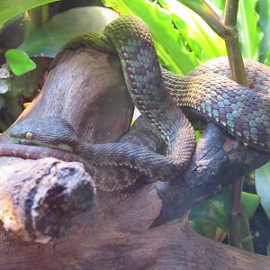 Kanburi Pit Viper