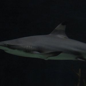 Blacktip Reef Shark