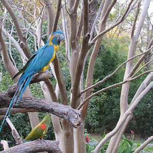 Blue Throated Macaw