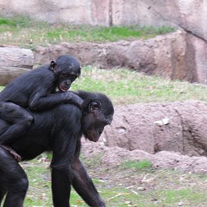 Bonobo Piggyback Ride