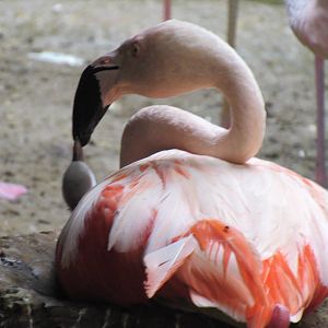 Caribbean Flamingo Mother Feeding Chick