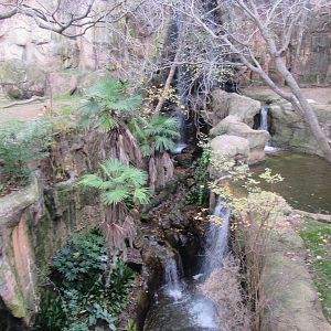Beautiful Separation of Malayan and White Tigers