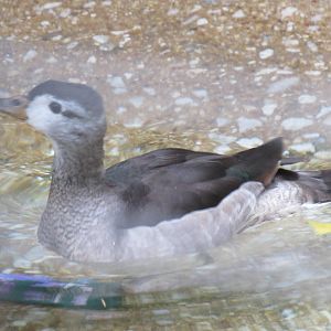 Cotton Pygmy Goose