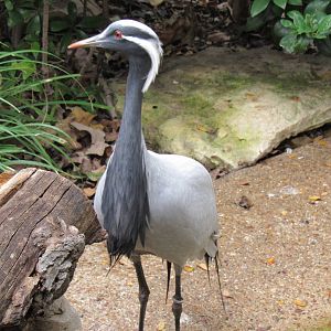 Demoiselle Crane