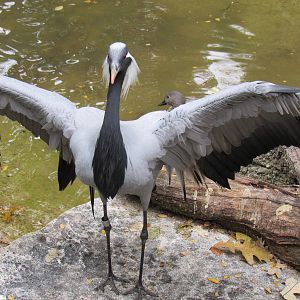 Demoiselle Crane Displaying