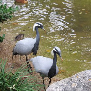 Demoiselle Crane