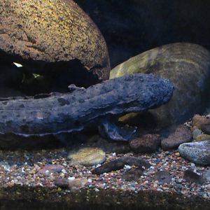 Eastern Hellbender