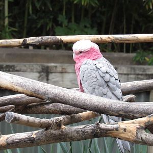 Beautiful Galah