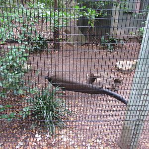Great Argus Pheasant