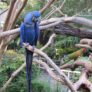 Hyacinth and Red Fronted Macaw